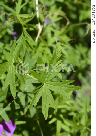 Bloody cranesbill Bloody cranesbill 134231852