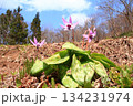 里山に咲くカタクリの花 134231974