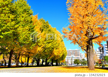 赤塚公園(中央地区)(東京都板橋区)【2025.11】 赤塚公園(中央地区)(東京都板橋区)【2025.11】 134232023