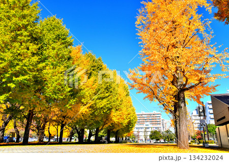 赤塚公園(中央地区)(東京都板橋区)【2025.11】 134232024