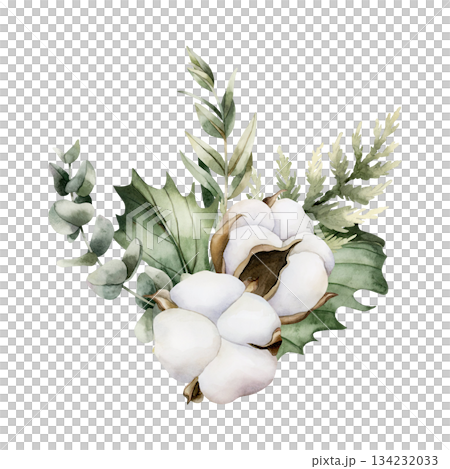 Cotton with Eucalyptus and Holly berry leaves. Winter arrangement. Watercolor hand drawn isolated illustration on white background for Christmas New Year design cards holiday print cozy home textile Cotton with Eucalyptus and Holly berry leaves. Winter arrangement. Watercolor hand drawn isolated illustration on white background for Christmas New Year design cards holiday print cozy home textile 134232033