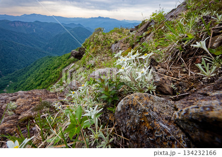 谷川岳・西黒尾根のウスユキソウと尾瀬・日光・上州武尊山の山並み 134232166