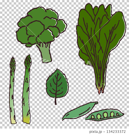 Hand-drawn vegetable set: green vegetables 134233372