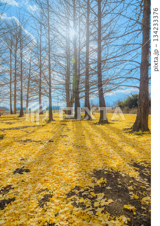 イチョウの木立と落ち葉の絨毯【長野県】 134233376