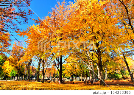 赤塚公園(中央地区)(東京都板橋区)【2025.11】 134233396