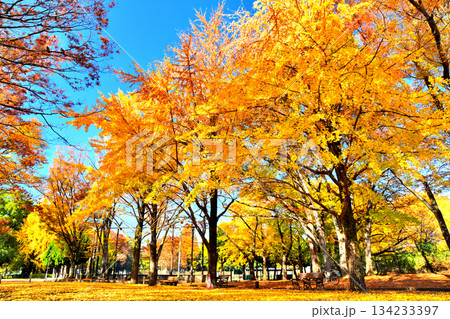 赤塚公園(中央地区)(東京都板橋区)【2025.11】 赤塚公園(中央地区)(東京都板橋区)【2025.11】 134233397