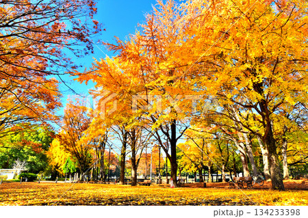 赤塚公園(中央地区)(東京都板橋区)【2025.11】 134233398