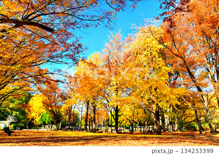 赤塚公園(中央地区)(東京都板橋区)【2025.11】 134233399