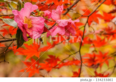 山茶花と紅葉 山茶花と紅葉 134233861
