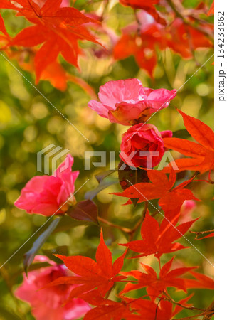 山茶花と紅葉 山茶花と紅葉 134233862