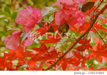 山茶花と紅葉 134233863