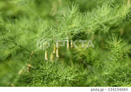 Narrow-leaved asparagus Narrow-leaved asparagus 134234084