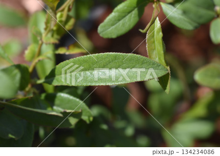 Flowering Quince Nivalis 134234086