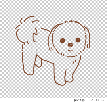 貴賓犬 134234167