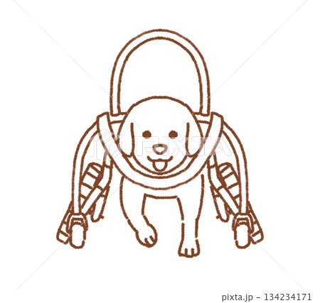 車椅子で歩く犬 134234171