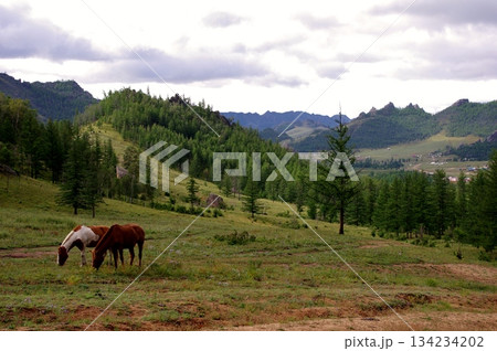 モンゴル　アリヤバル寺院　草原のモウコノウマ 134234202