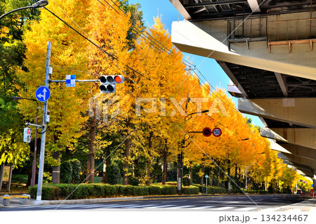 赤塚公園(沖山地区)周辺(東京都板橋区)【2025.11】 赤塚公園(沖山地区)周辺(東京都板橋区)【2025.11】 134234467