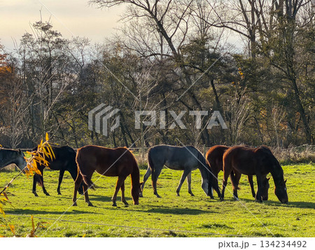 Serene farm scene featuring horses feeding in vibrant meadow 134234492