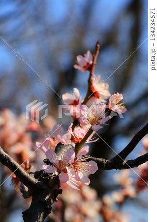 咲き始めた梅の花 咲き始めた梅の花 134234671