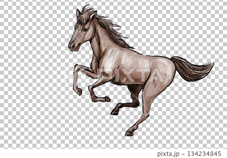 かっこいい馬の絵　イラスト 134234845