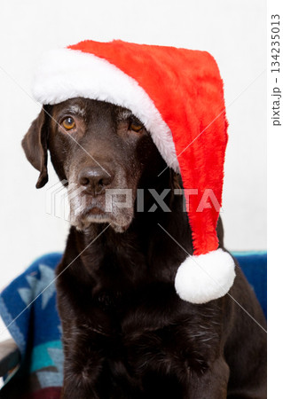 chocolate labrador wearing red Santa hat. cute pet is lying on a chair. a pet poses for picture. 134235013