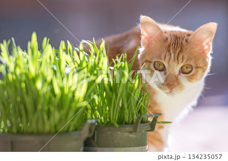 物陰から見つめる子猫 物陰から見つめる子猫 134235057