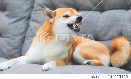 Full view of an angry Shiba Inu dog lying on a gray sofa, showing teeth and ready to bark. 134235136