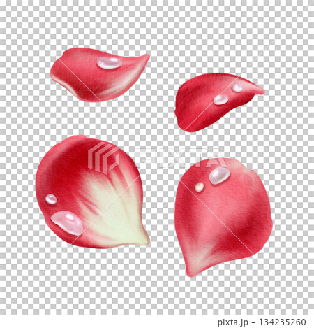 Red rose petals and transparent drops of water in realistic style in watercolor technique as a symbol of love,passion and desire.Hand-drawn illustration for Valentine's Day, March 8, Mother's Day 134235260