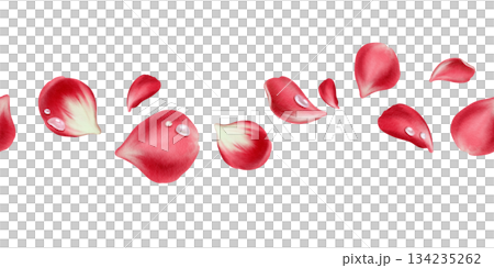 Red rose petals and transparent drops of water in seamless border in watercolor technique as a symbol of love,passion and desire.Hand drawn illustration for Valentines Day, March 8, Mothers Day 134235262