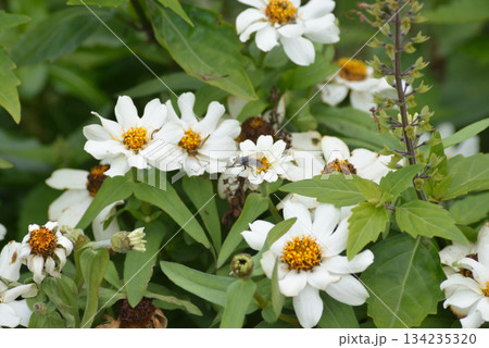 白い花に止まる昆虫 白い花に止まる昆虫 134235320