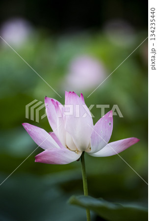Pink Lotus Flower in Soft Green Bokeh 134235440