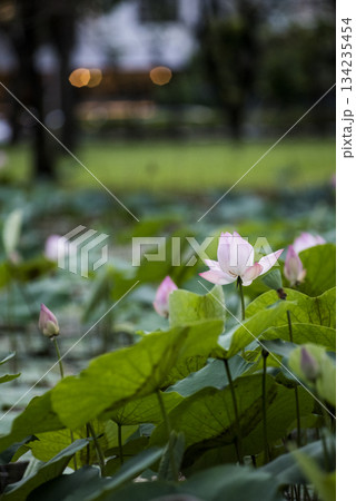 Pink Lotus Flower in Soft Green Bokeh 134235454
