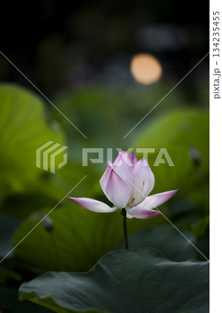 Pink Lotus Flower in Soft Green Bokeh 134235455