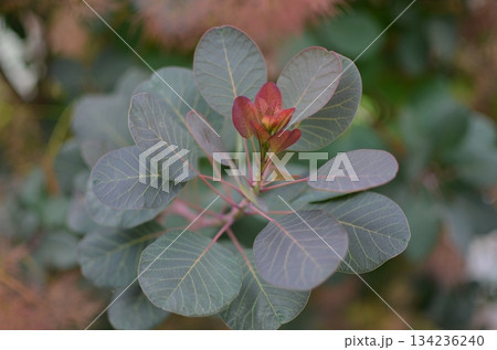 Cotinus , the smoketree or smoke bush, is a genus of seven species of flowering plants, background Cotinus , the smoketree or smoke bush, is a genus of seven species of flowering plants, background 134236240