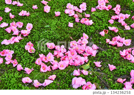 京都 霊鑑寺 春の特別拝観 美しい落椿(落ち椿)(京都府京都市左京区) 京都 霊鑑寺 春の特別拝観 美しい落椿(落ち椿)(京都府京都市左京区) 134236258