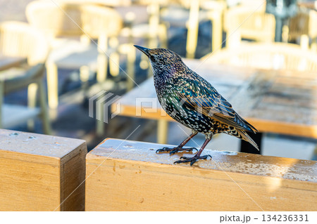 Profile Bird Starling Sturnus vulgaris closeup 134236331