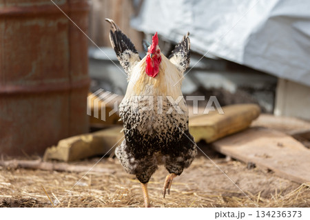 Birds on a farm. A white rooster with a speckled tail close-up. He is angry and flaps his wings. Birds on a farm. A white rooster with a speckled tail close-up. He is angry and flaps his wings. 134236373