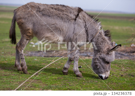 A donkey is eating grass in a field. The donkey is tied to a rope. The rope is attached to a post 134236378