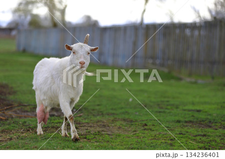 A white goat with one horn walks around the farm. 134236401