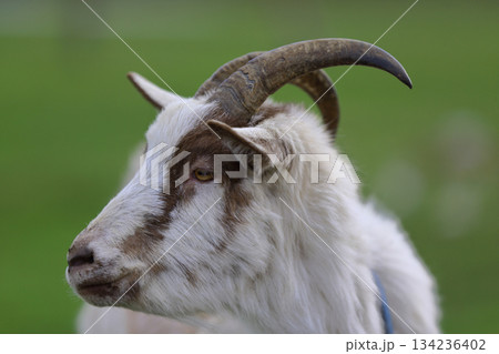 A close-up of a black goat with horns on a green meadow. 134236402