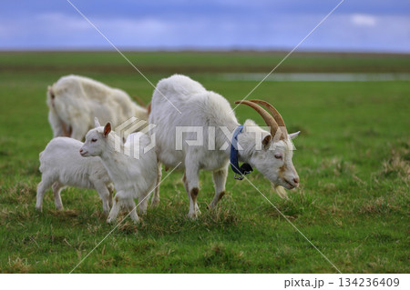 A herd of goats grazes in a farmer's meadow. A herd of goats grazes in a farmer's meadow. 134236409