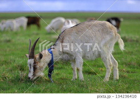 A grey goat with horns grazes on a green meadow. A grey goat with horns grazes on a green meadow. 134236410