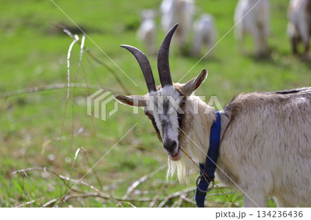 A gray adult goat with horns looks at the camera. A gray adult goat with horns looks at the camera. 134236436