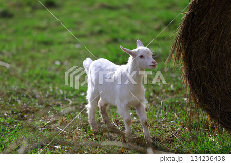 A small white kid is grazing on the green grass. A small white kid is grazing on the green grass. 134236438