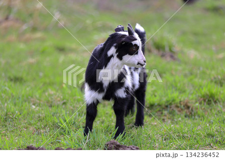 A black and white baby goat grazes in a farmer's meadow. A black and white baby goat grazes in a farmer's meadow. 134236452
