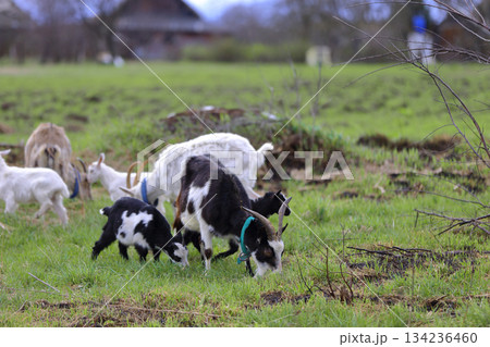 Black and white goats graze on a green meadow. 134236460