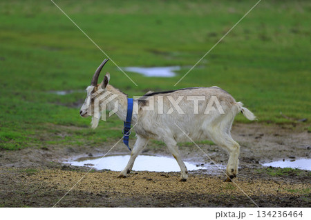 A grey goat with a blue collar walks across a wet meadow. A grey goat with a blue collar walks across a wet meadow. 134236464