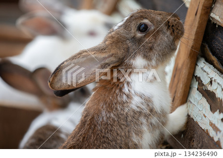 Two speckled rabbits in wooden farm crates. Two speckled rabbits in wooden farm crates. 134236490