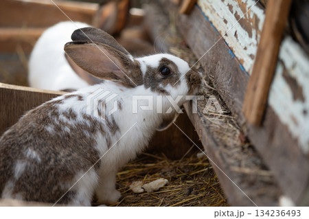 Two speckled rabbits in wooden farm crates. Two speckled rabbits in wooden farm crates. 134236493