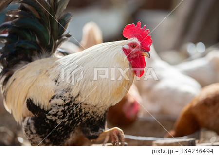 Birds on a farm. A close-up of a rooster in sunny weather. 134236494